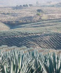 A beautiful view of Jalisco