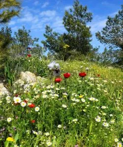 A beautiful view of North District Israel