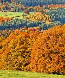 A beautiful view of Ardennes Belge.