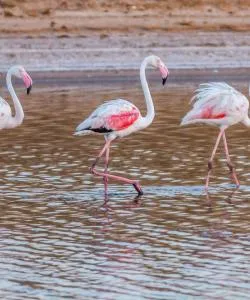 A beautiful view of Nature Reserve Ria Formosa .