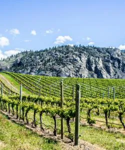 A beautiful view of Thompson Okanagan
