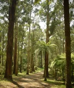 A beautiful view of Dandenong Ranges.