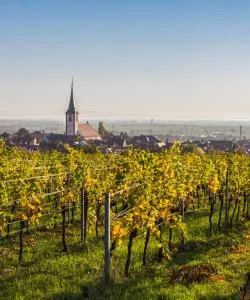 A beautiful view of Wine Route