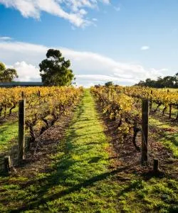 A beautiful view of Swan Valley