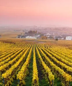 A beautiful view of Champagne.