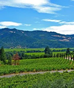 A beautiful view of Napa Valley Wine Country.