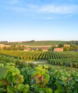 A beautiful view of Ardennes.