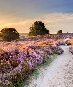 A beautiful view of Veluwe.