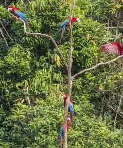 A beautiful view of Amazon Jungle
