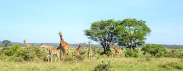 Penerbangan ke Nairobi National Park