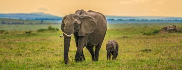 Maasai Mara National Reserve bölgesine uçuşlar