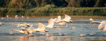 Lidojumi uz reģionu Donau