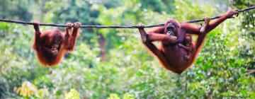 Mga flight papuntang Borneo