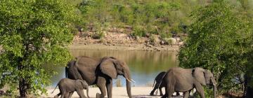 Flights to Kruger National Park