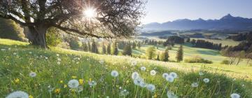 Mga flight papuntang Bayern