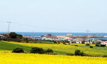 Penerbangan ke Jeju Island