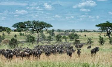 Flights to Serengeti