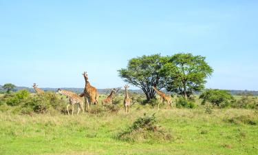 Fly til Nairobi National Park