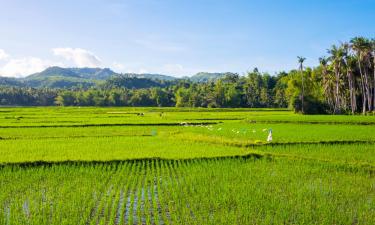 Lennot kohteeseen Visayas