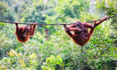 Zboruri către Borneo