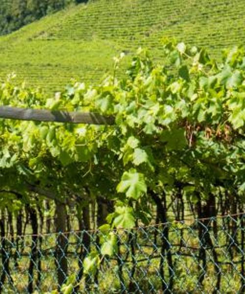 A beautiful view of Alto Adige Wine Route