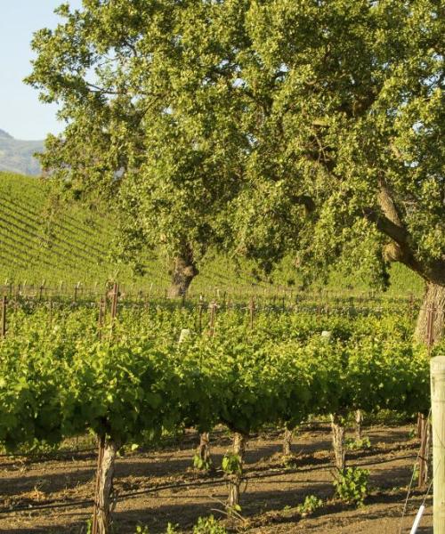 A beautiful view of Santa Barbara Wine Country .