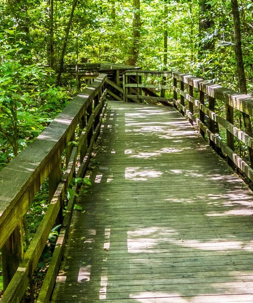 Paisaje espectacular de Congaree National Park