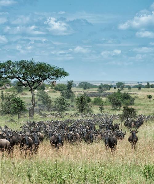 A beautiful view of Serengeti