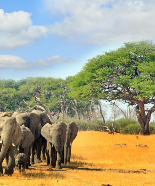 Fallegt útsýni (Hwange National Park)