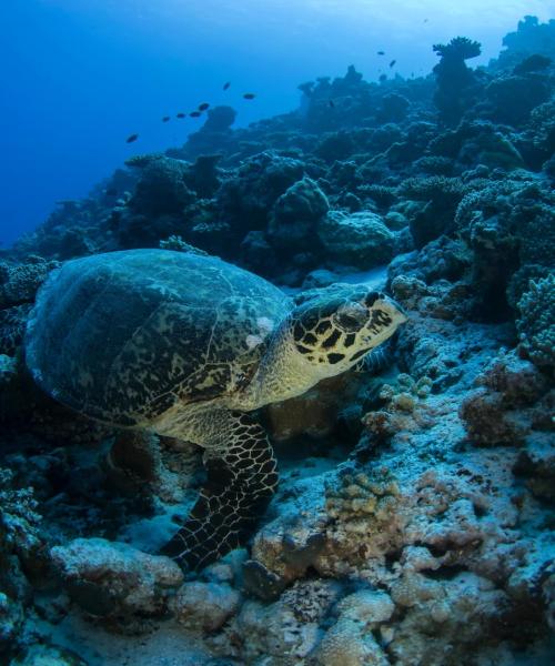 Una bonita panorámica de Male Atoll