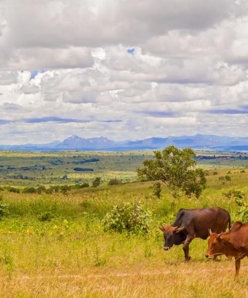 A beautiful view of Lilongwe City.