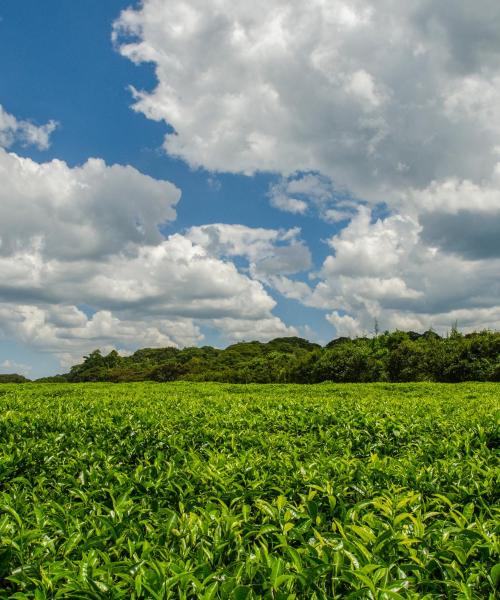 Krásný pohled na region Kisumu