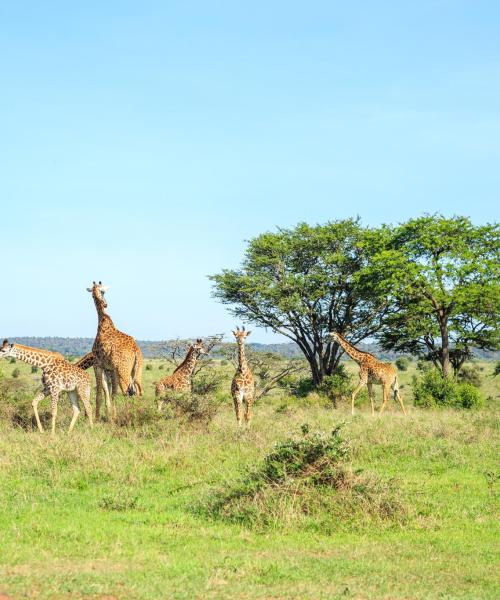 Nairobi National Park bölgesinden güzel bir manzara
