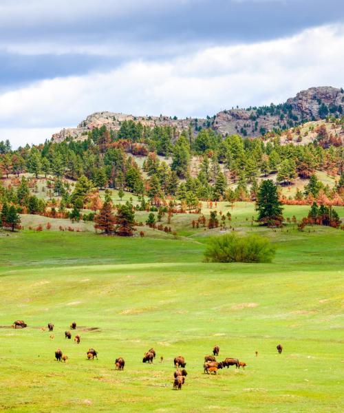 A beautiful view of Black Hills National Forest