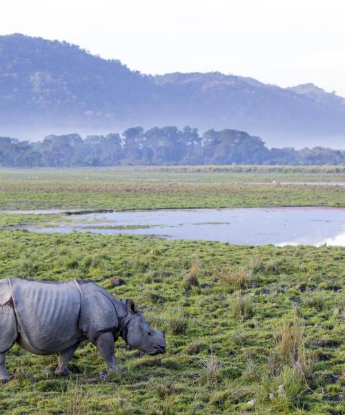 A beautiful view of Assam