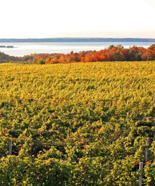A beautiful view of Traverse City Wineries