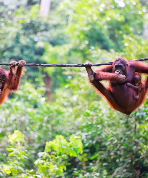 A beautiful view of Borneo