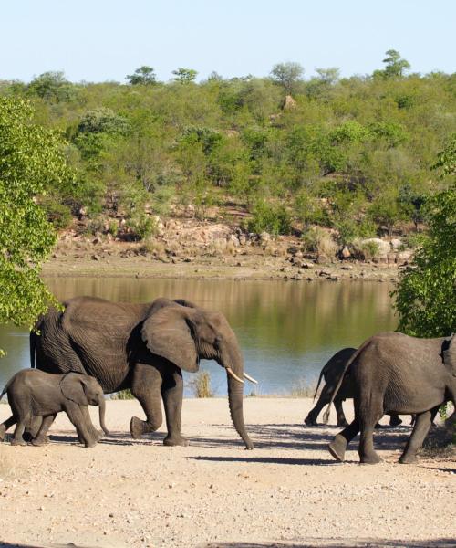 A beautiful view of Kruger National Park.