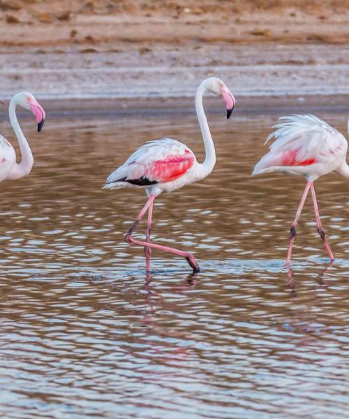 A beautiful view of Nature Reserve Ria Formosa 