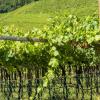 Cheap car hire in Alto Adige Wine Route