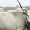 Aluguer de carro barato em Northern Great Plain