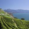 Cheap car rental in Lavaux