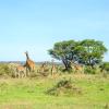 Nairobi National Park bölgesine uçuşlar