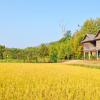 Aluguer de carro barato em North-Eastern Thailand