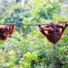 Sewaan kereta yang murah di Borneo