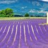 Cheap car rental in Provence