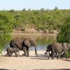 Полети до Kruger National Park