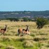 Cheap car rental in La Pampa