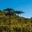 Cheap car rental in Parana