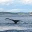 The Whale Route低价租车